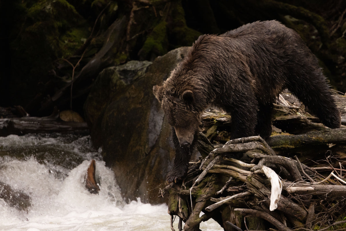 Grizzly at waterfall