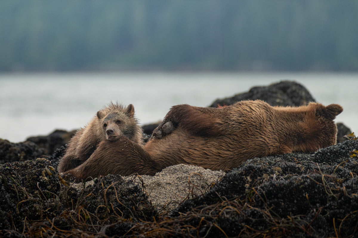 Grizzlies on the coast