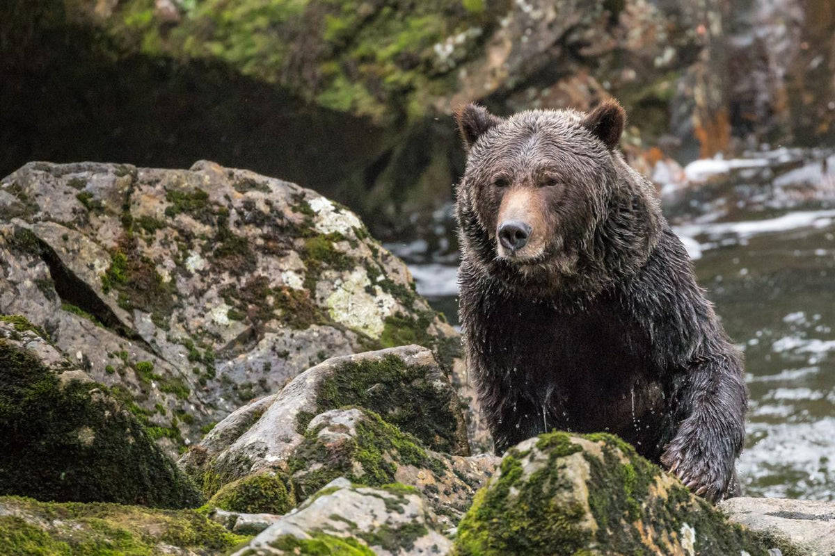 Grizzly, Great Bear Rainforest
